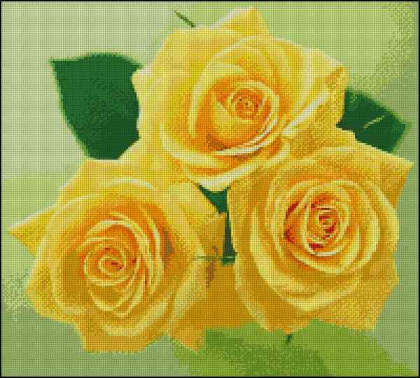 Жёлтые розы - А