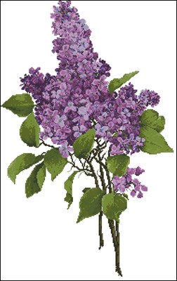 Lavender Lilacs