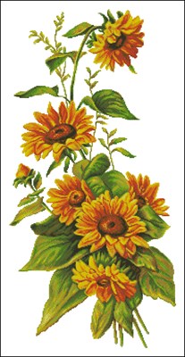 256 Sunflower